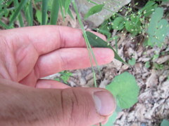 Dichanthelium villosissimum