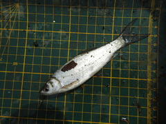 Hemiculter leucisculus