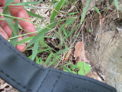 Dichanthelium villosissimum