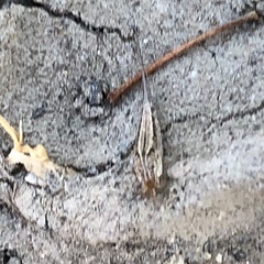 Machilinus aurantiacus