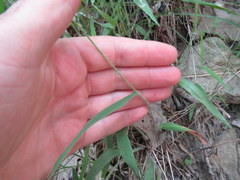 Dichanthelium villosissimum