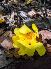 Cochlospermum orinocense