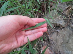Dichanthelium villosissimum