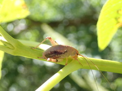 Gammarotettix aesculus