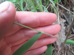 Dichanthelium villosissimum