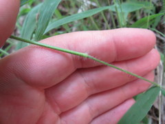 Dichanthelium villosissimum