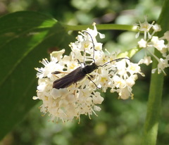 Callimoxys fuscipennis