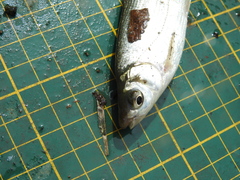 Hemiculter leucisculus