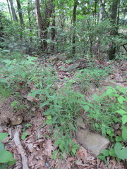 Dichanthelium villosissimum