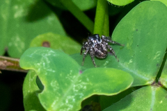 Jotus karllagerfeldi