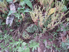 Sedum glaucophyllum