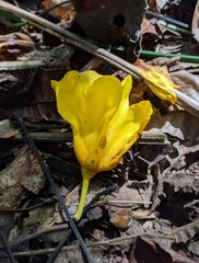 Cochlospermum orinocense