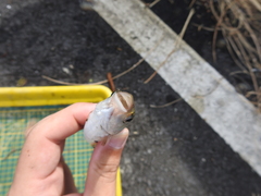 Hemiculter leucisculus