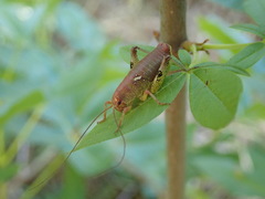 Gammarotettix aesculus
