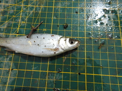 Hemiculter leucisculus