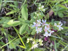 Sericocarpus asteroides