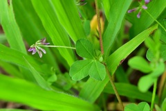 Trifolium amabile