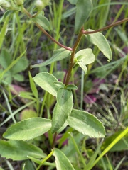 Sericocarpus asteroides