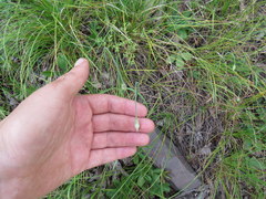 Allium allegheniense