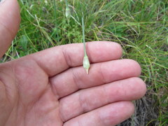 Allium allegheniense