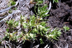 Polygonum polygaloides kelloggii