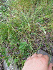 Allium allegheniense