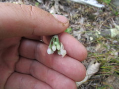 Allium allegheniense
