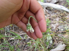 Allium allegheniense