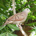Ruddy Ground Dove - Photo (c) nachovallarta, some rights reserved (CC BY-NC)