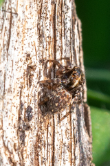 Saitis virgatus
