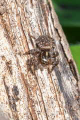 Saitis virgatus