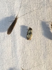 Phalonidia memoranda