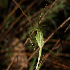 Pterostylis decurva