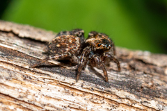 Saitis virgatus