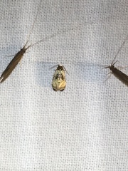 Phalonidia memoranda