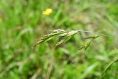 Bromus anomalus