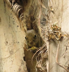 Sciurus aestuans ingrami