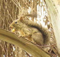 Sciurus aestuans ingrami