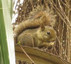 Sciurus aestuans ingrami