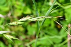 Bromus anomalus