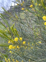 Acacia euthycarpa