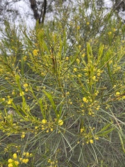 Acacia euthycarpa