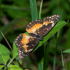 Chlosyne lacinia adjutrix