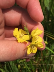 Lysimachia quadriflora