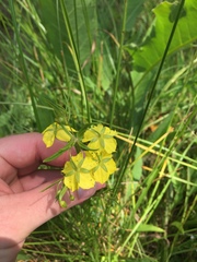 Lysimachia quadriflora