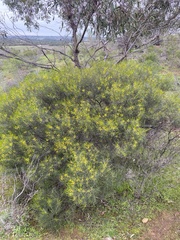 Acacia euthycarpa