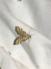 Elophila ekthlipsis