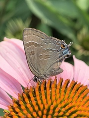 Satyrium