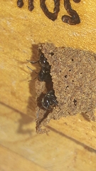 Scaptotrigona polysticta