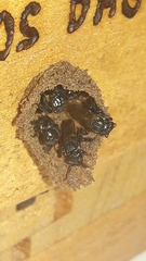 Scaptotrigona polysticta